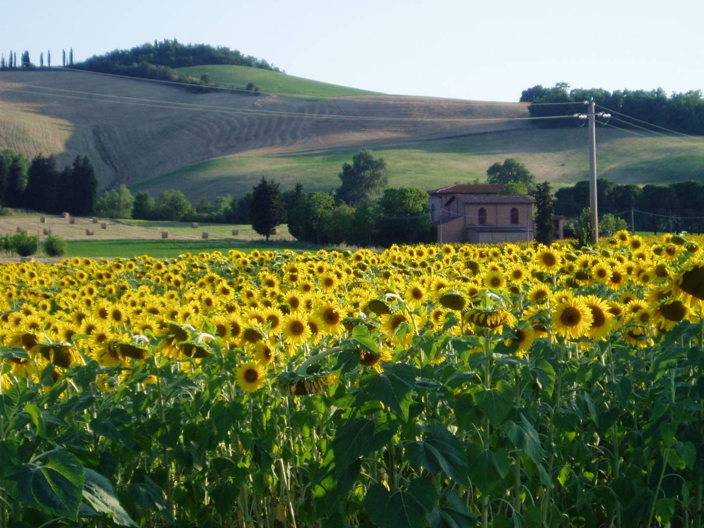 Faenza - Lutirano - Faenza - 