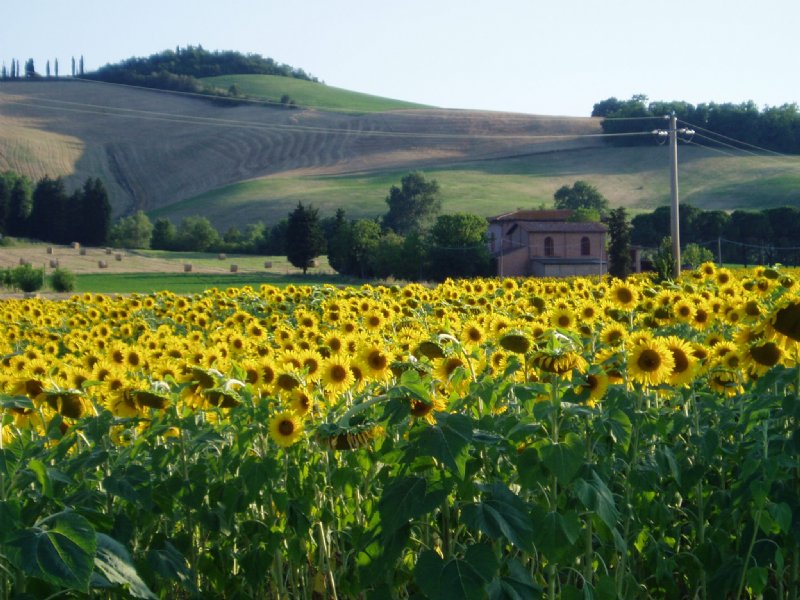 Faenza - Lutirano - Faenza - 
